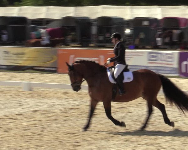 Reitturnier Amstetten 2023