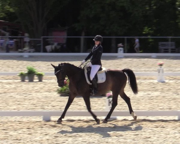 Reitturnier Amstetten 2023
