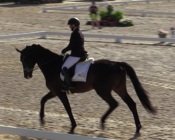 Reitturnier Amstetten 2023