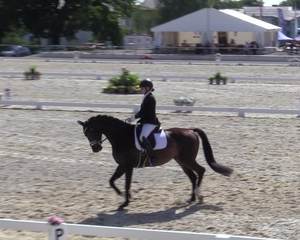 Reitturnier Amstetten 2023