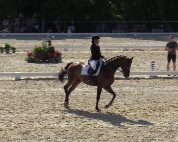 Reitturnier Amstetten 2023