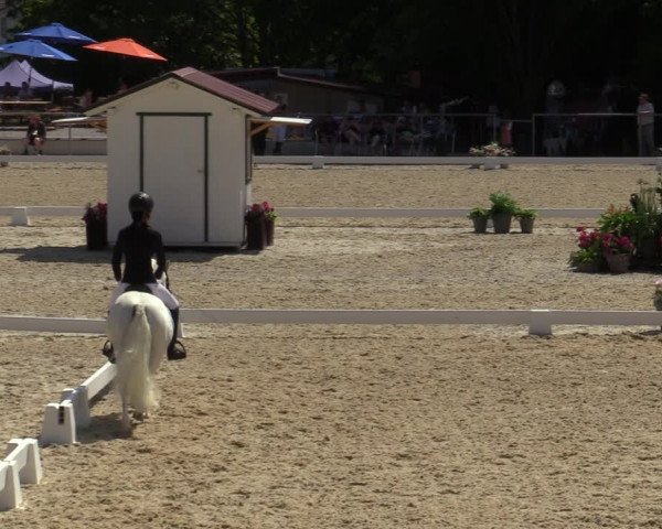 Reitturnier Amstetten 2023