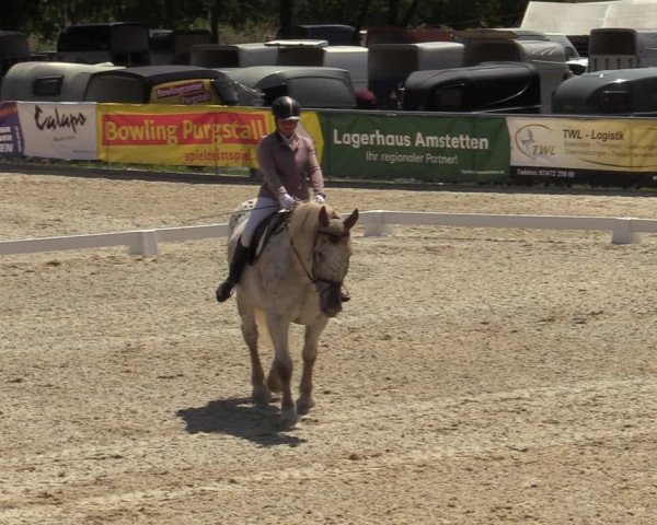 Reitturnier Amstetten 2023