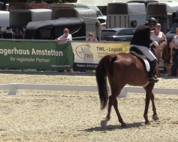 Reitturnier Amstetten 2023