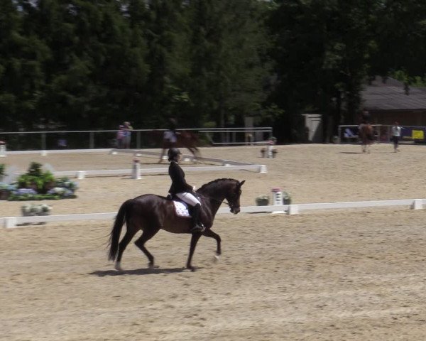 Reitturnier Amstetten 2023