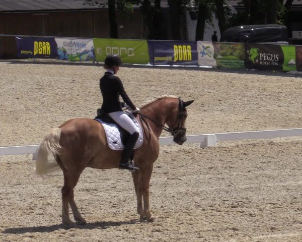 Reitturnier Amstetten 2023