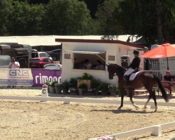 Reitturnier Amstetten 2023