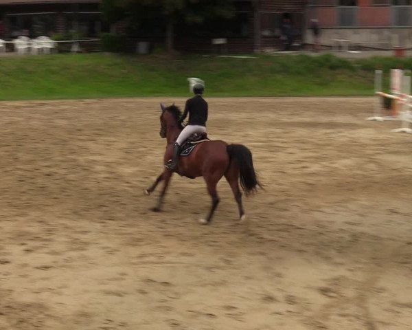 Reitturnier Viersen-Dülken 2023