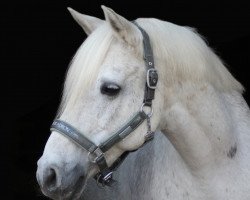 Cavallo Aoba (Shagya-Arabo, 2004)