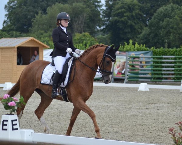 dressage horse Zuckerpuppe 67 (Westphalian, 2018, from Zoom)