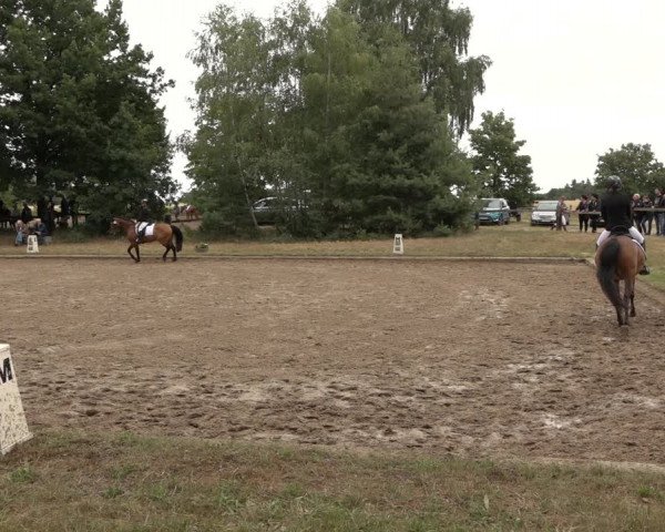 Reitturnier Thönse 2023