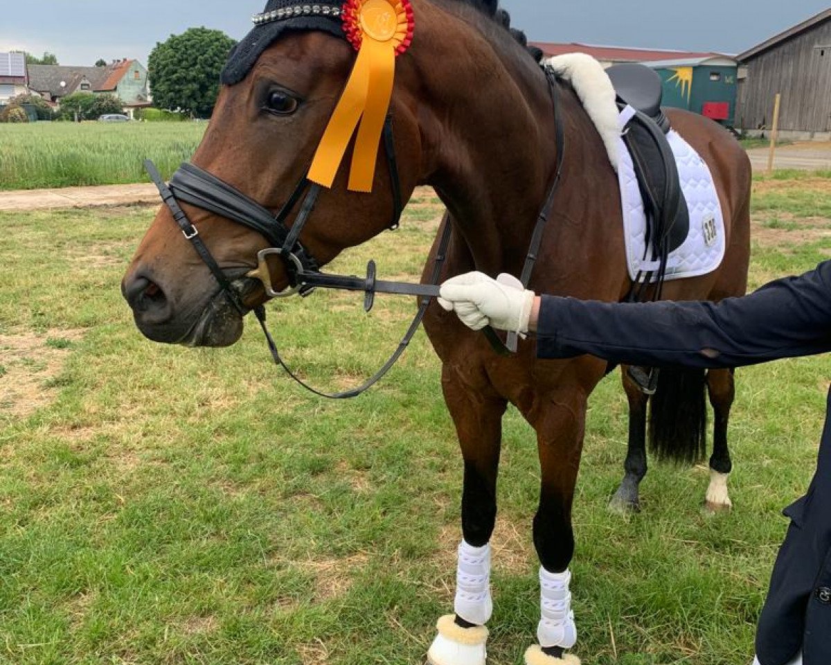 dressage horse Vivantes (Hanoverian, 2019, from Vitalis)