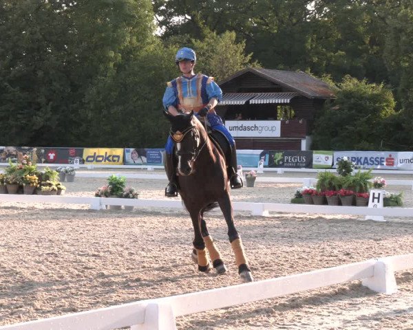 Reitturnier Amstetten 2023