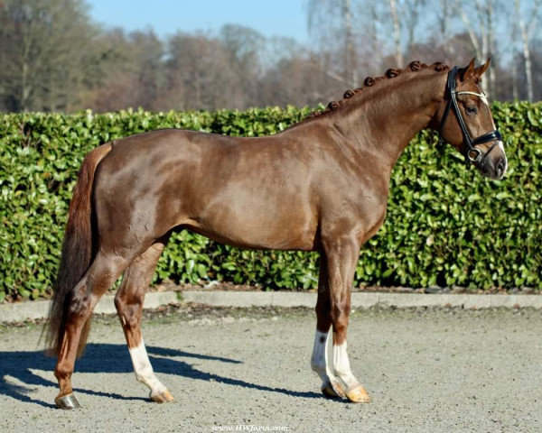 horse So Fine HW (Hanoverian, 2020, from So Unique)
