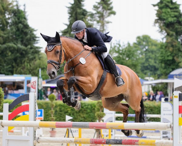 jumper Quincetta S (Oldenburg show jumper, 2012, from Quincento)