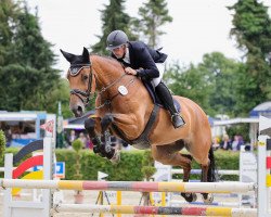 jumper Quincetta S (Oldenburg show jumper, 2012, from Quincento)