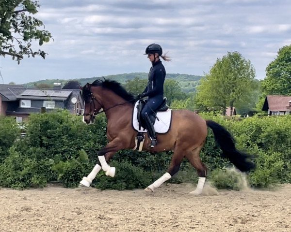 dressage horse Quanto Fino 19 (German Riding Pony, 2017, from Quaterback's Junior)
