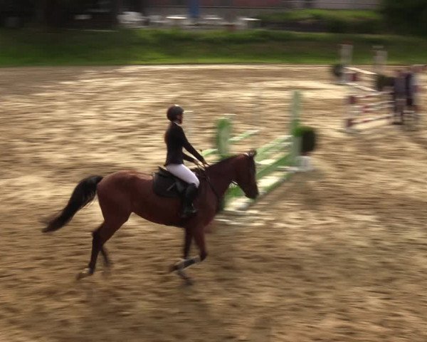 Reitturnier Viersen-Dülken 2023