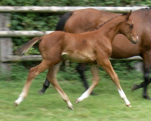 horse Cobalt Express DKS Z (Zangersheide riding horse, 2023, from Chacco-Blue)