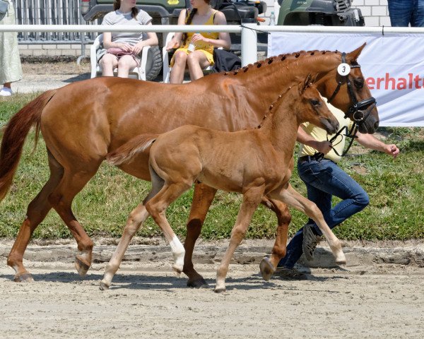 broodmare Daylight (Hanoverian, 2023, from Dynamic Dream)