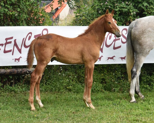 horse Nalisco del Colle (Selle Français, 2023, from Gfe Jilbert van't Ruytershof)