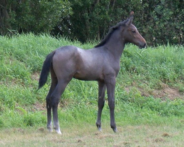 horse Namcalyuis Un Prince (Selle Français, 2023, from Diamant de Semilly)