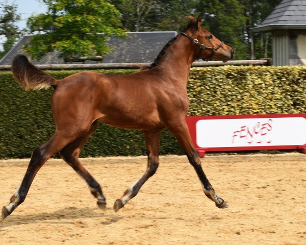 Pferd Neroli Pontfol (Selle Français, 2023, von Pegase van 't Ruytershof)