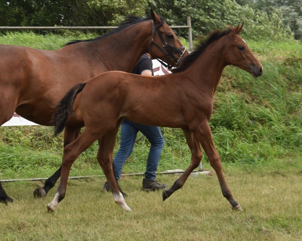 horse Nitoinimoi Une Prince (Selle Français, 2023, from Emerald van 't Ruytershof)