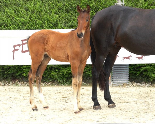horse Norman Des Premices (Selle Français, 2023, from Cornet’s Balou)