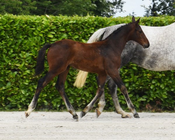 Pferd Nostradamix de Maugre (Selle Français, 2023, von Ermitage Kalone)