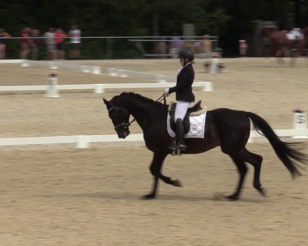 Reitturnier Amstetten 2023