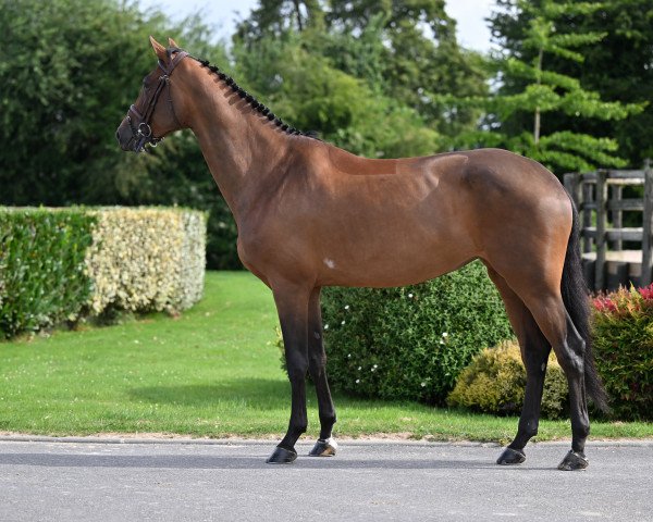 horse Sienna De Brandegem (Belgian Warmblood, 2018, from Quickly de Kreisker)