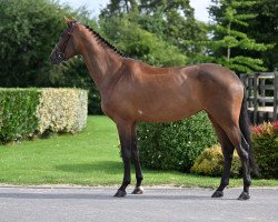 horse Sienna de Brandegem (Belgian Warmblood, 2018, from Quickly de Kreisker)