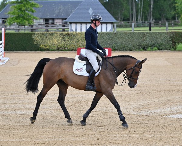jumper Hera de Riverland (Selle Français, 2017, from Marius Claudius)
