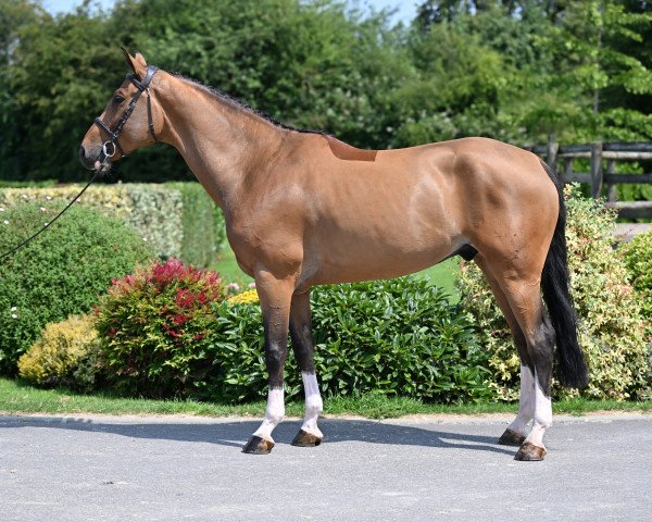 Springpferd Qualiti Gold (Hannoveraner, 2017, von Qualito)