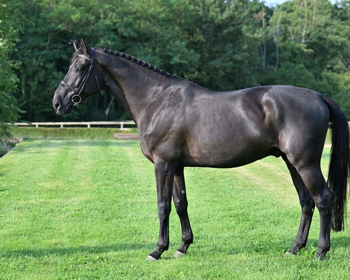 jumper Rise Up van de Celiebrug (Belgian Warmblood, 2017, from Diamant de Semilly)