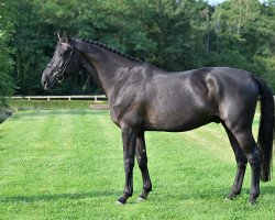 jumper Rise Up van de Celiebrug (Belgian Warmblood, 2017, from Diamant de Semilly)