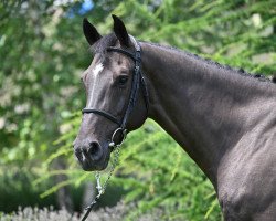 jumper Carlo van't Prinsenveld Z (Zangersheide riding horse, 2016, from Casall Ask)