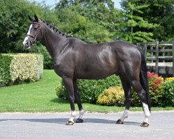 Springpferd Guerrier du Breuil (Selle Français, 2016, von Balou du Rouet)