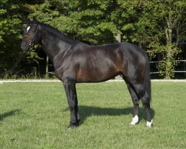 stallion Toutim Saint Clair (Selle Français, 2007, from Toulon)