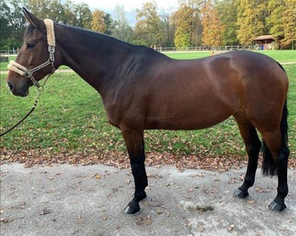 jumper Richgirl Saintclair Z (Zangersheide riding horse, 2009, from Richebourg)