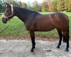 jumper Richgirl Saintclair Z (Zangersheide riding horse, 2009, from Richebourg)