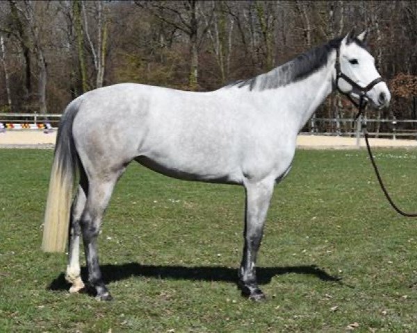 broodmare Divine Saint Clair (Selle Français, 2013, from Diamant de Semilly)