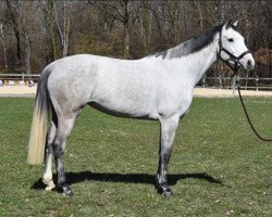 broodmare Divine Saint Clair (Selle Français, 2013, from Diamant de Semilly)