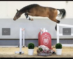 Springpferd Just Jumping (Westfale, 2018, von Johnnie Walker)
