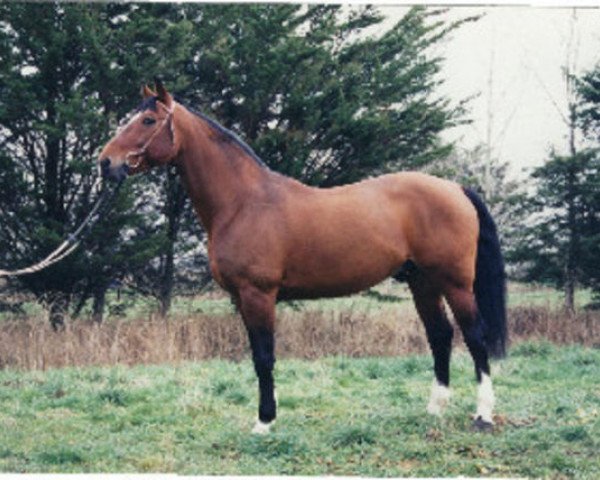 Deckhengst Valme Barbes (Selle Français, 1987, von Alme)