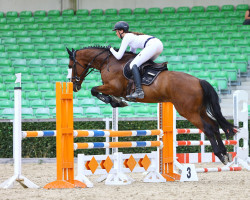 jumper Chuck Norris 36 (Holsteiner, 2018, from Chapeau TN)