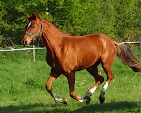 horse Baccara BK (Westphalian, 2017, from Blickfang)