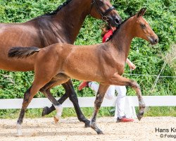 broodmare Stellis FH (Austrian Warmblood, 2023, from Ellis NRW)