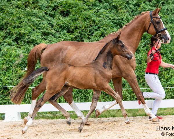 broodmare Powerpuff Girl FH (Austrian Warmblood, 2023, from Contendro I)